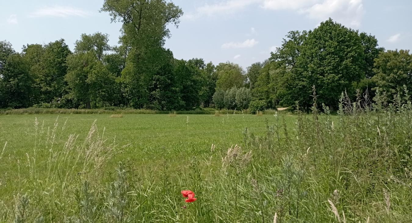 Paepedaelen