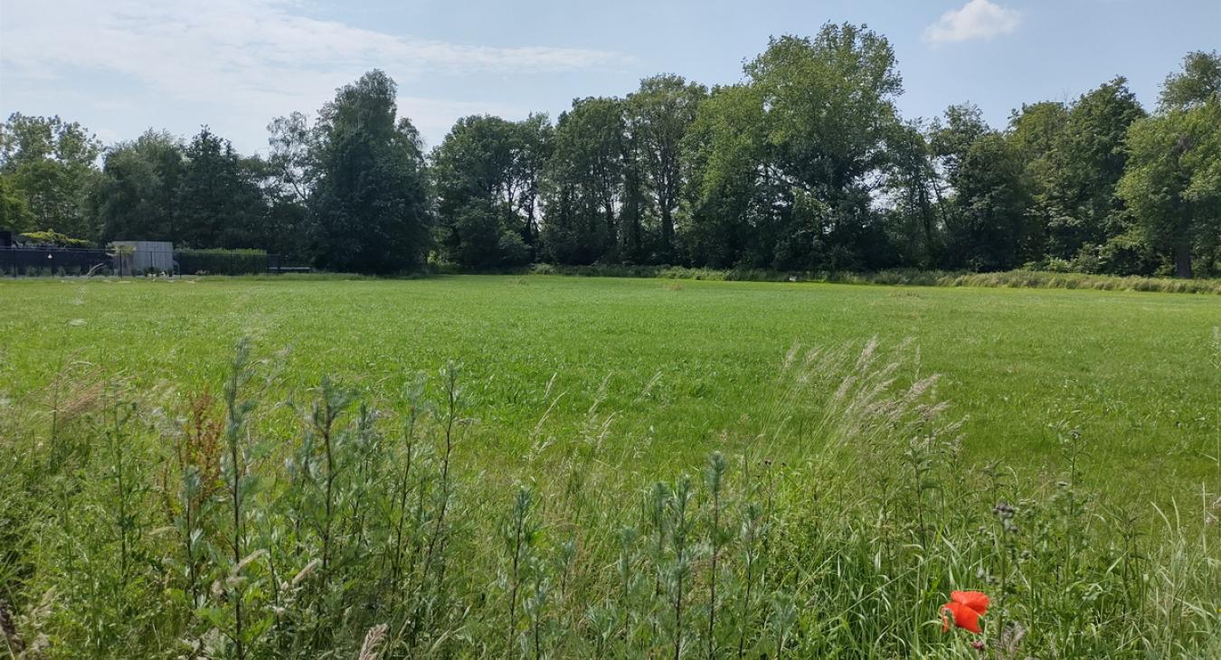 Paepedaelen
