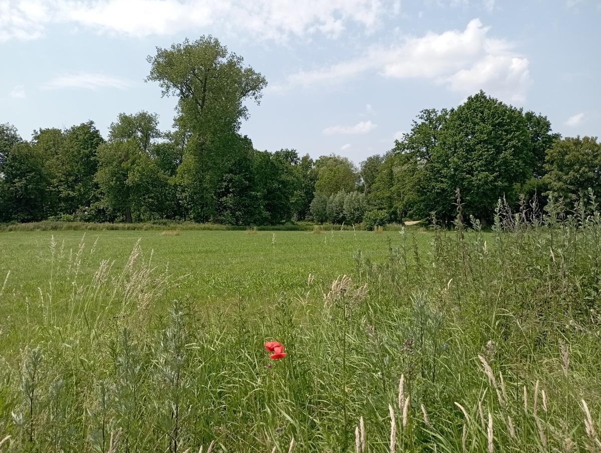 Paepedaelen